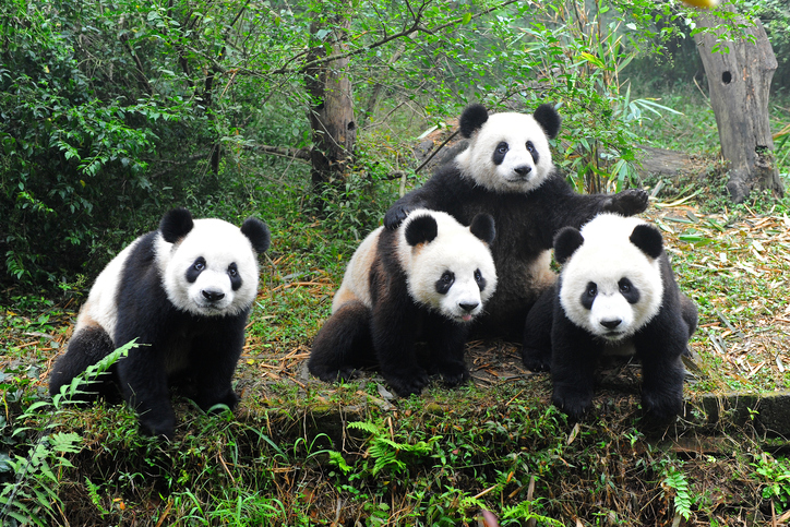 5. Vuon Gau Truc thanh do